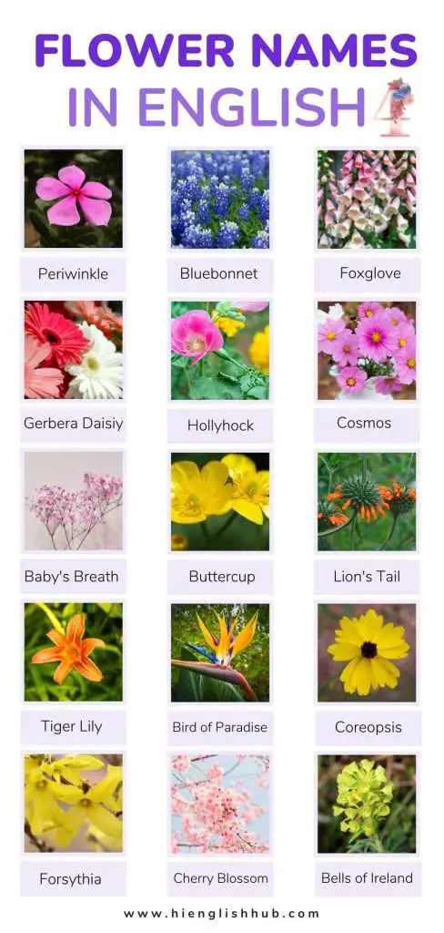 59+ Pretty Flower Names In English With Pictures And Meanings - Hi ...