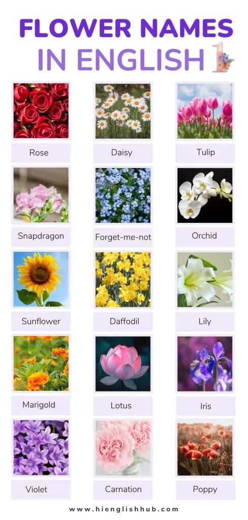 Flower names In English with pictures