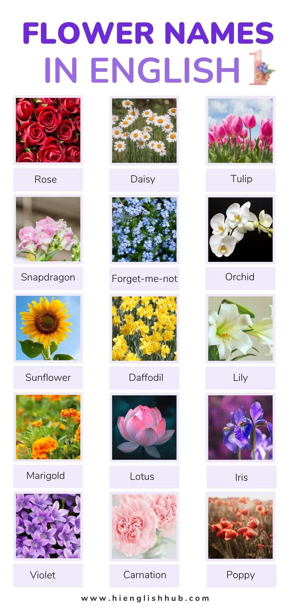 59+ Pretty Flower Names In English With Pictures And Meanings Hi English Hub
