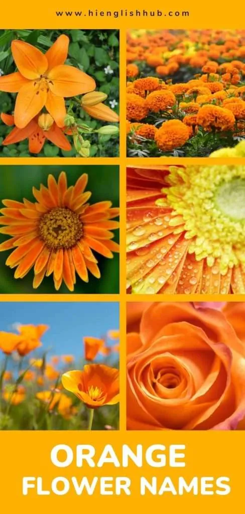 Orange flower names