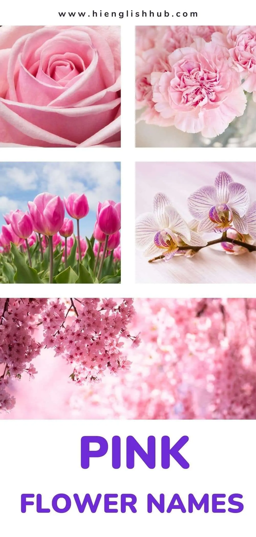 59+ Pretty Flower Names In English With Pictures And Meanings Hi