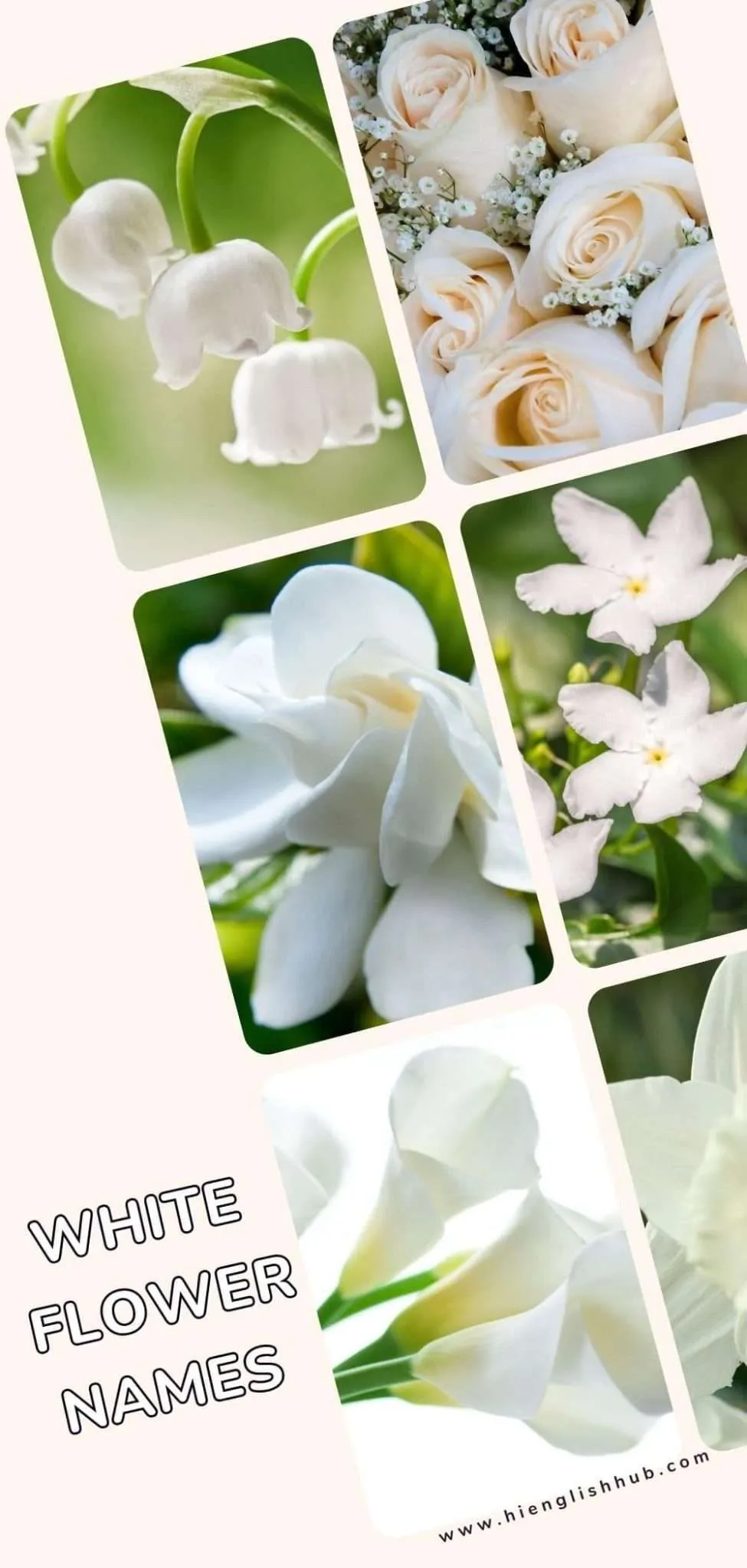 59+ Pretty Flower Names In English With Pictures And Meanings Hi