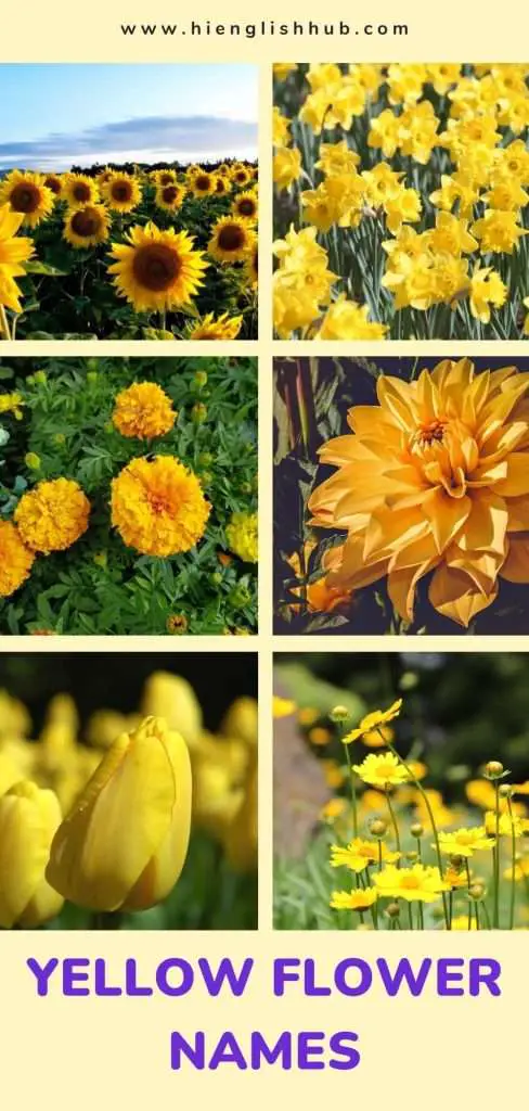 Yellow flower names
