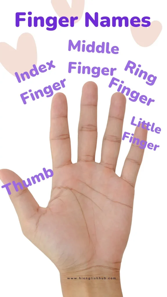 Finger names in English